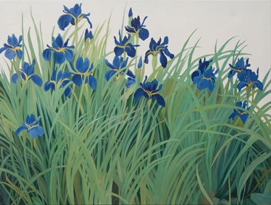 Iris sibirica